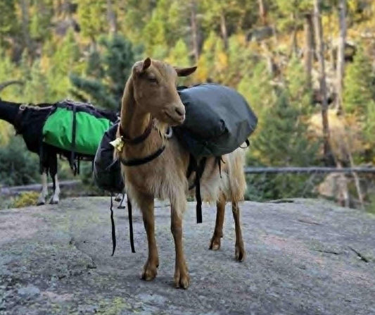 Pack Goat Soft Saddle – Complete Saddle & Pannier Set for Day Packing and 4-H