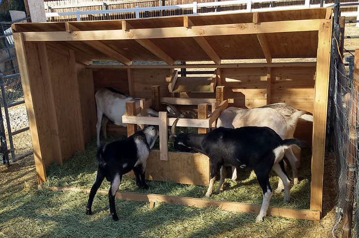 GOAT CLUB MEMBERSHIP