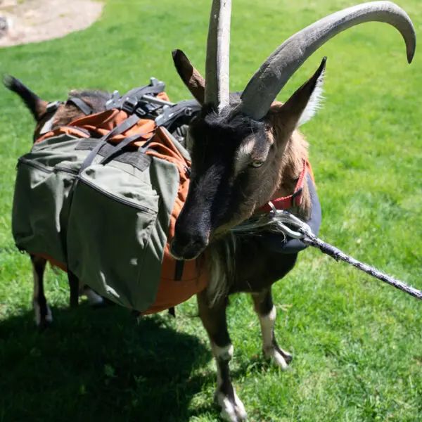 Large Pack Goat Panniers