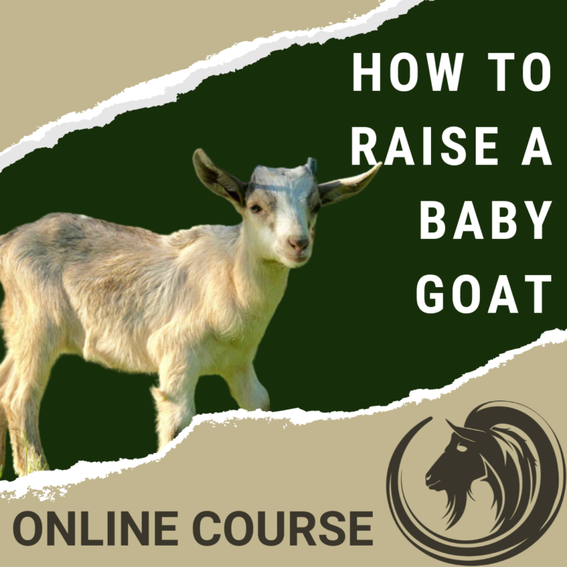 Raise a baby goat, raising kids