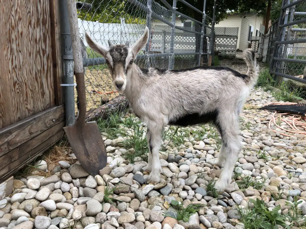 raising goats