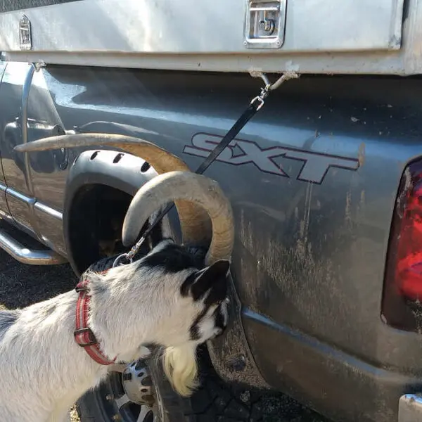 pack goat tether
