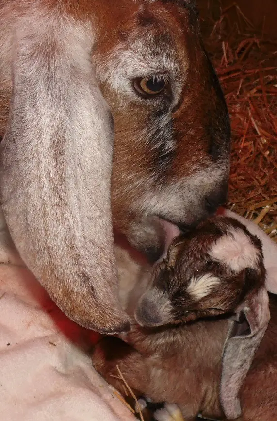 How to Treat Sick Baby Goats