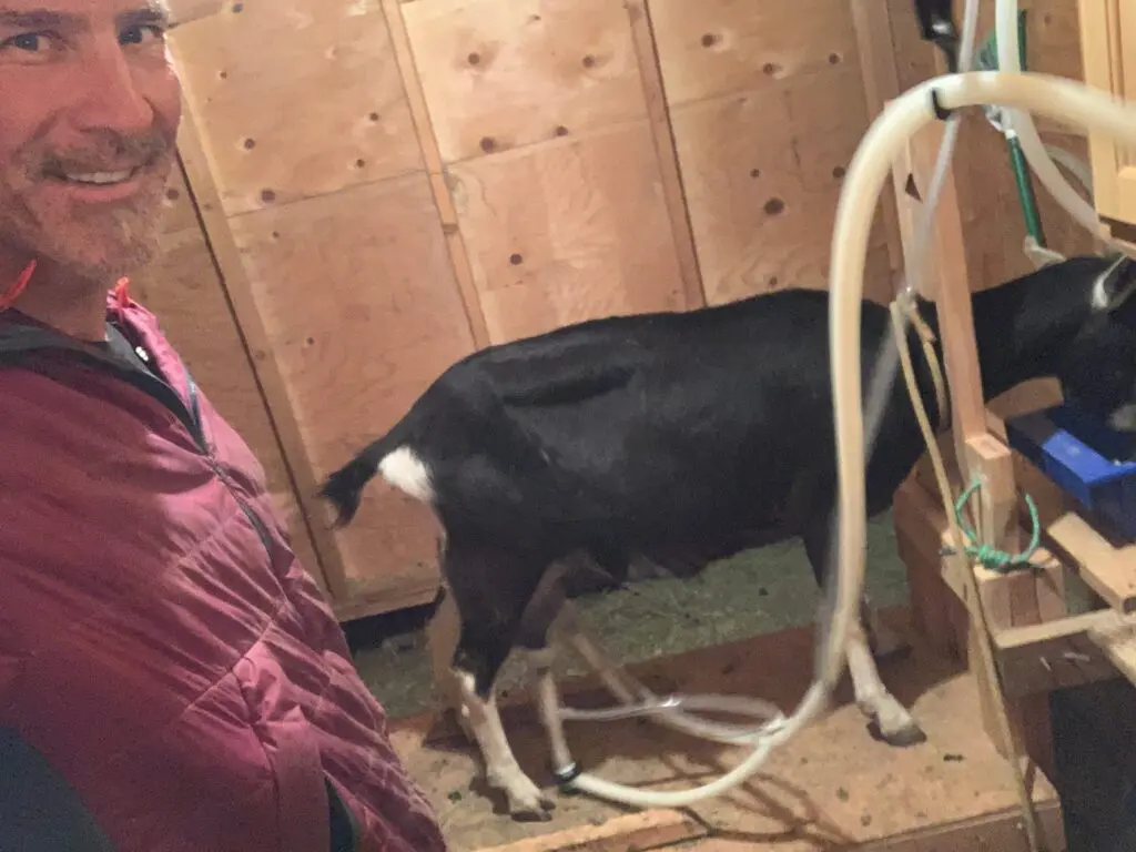 Milking A Goat