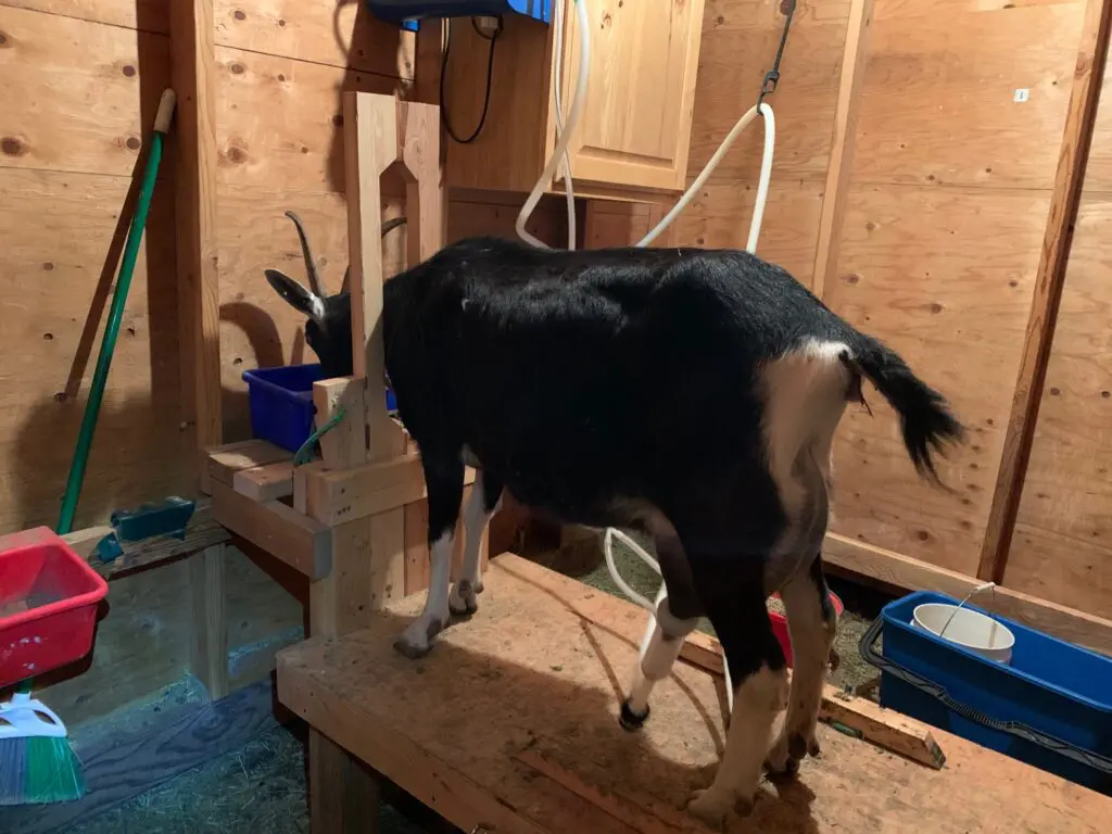 Milking Goats