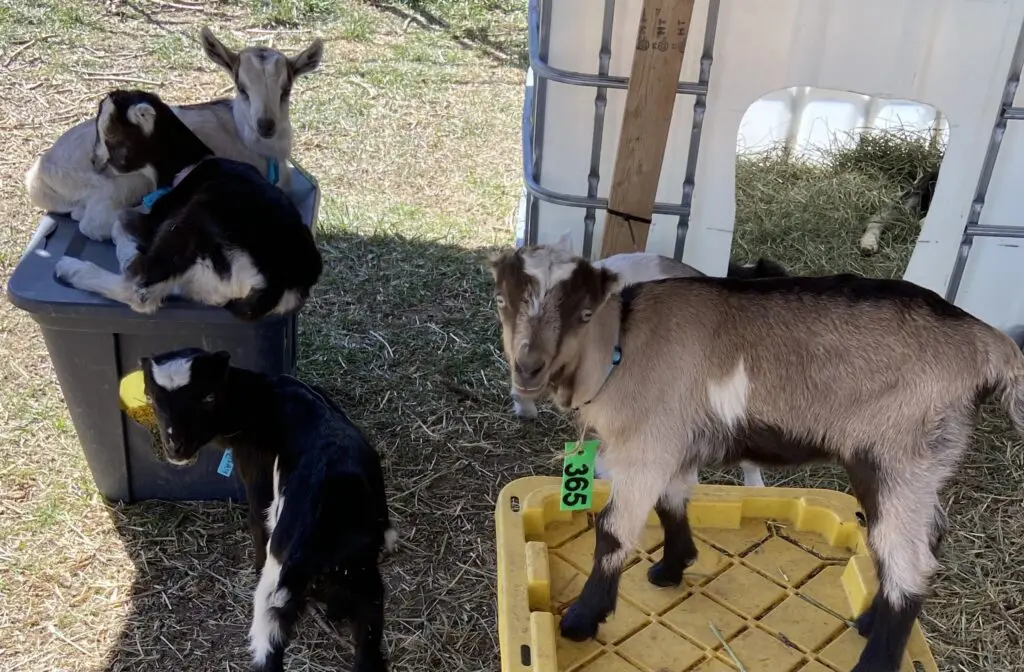 Cheap Baby Goat Shelter