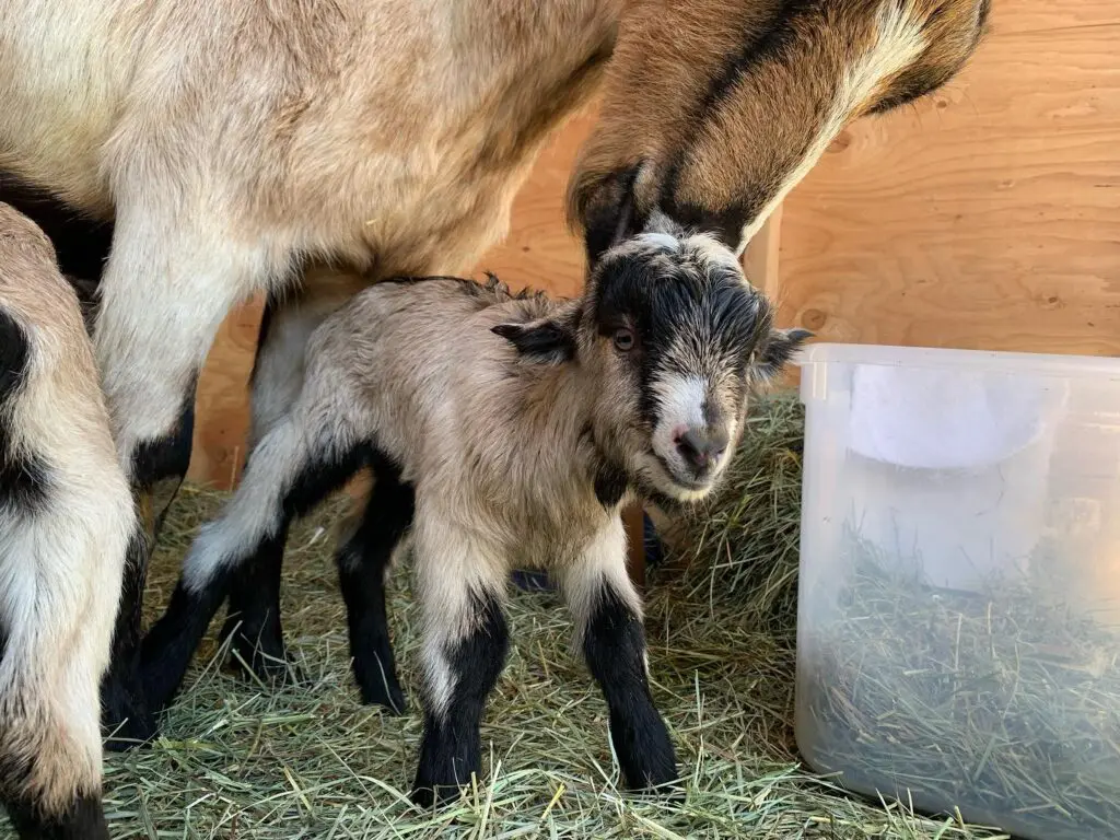 New Baby Goat Owner Starter Guide - Packgoats.com