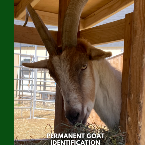 Permanent Goat Identification Guide