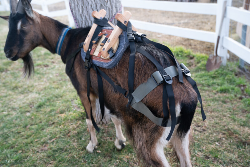 Classic Pack Goat Saddle