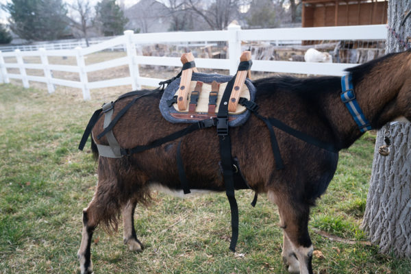 classic pack goat saddle