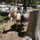 Canon and Marc Talk Pack Goats