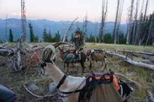 hunting with pack goats