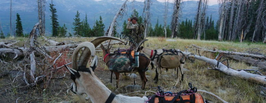 Hunting with Pack Goats