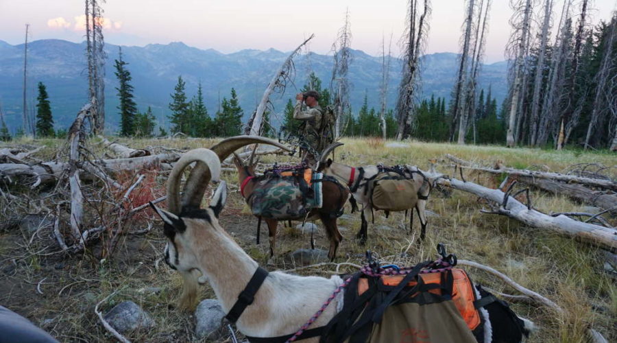 Hunting with Pack Goats