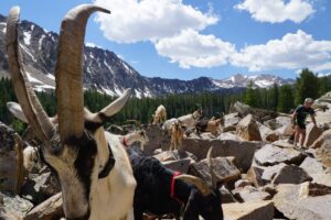 Pack Goats and Bighorn Sheep