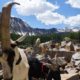 Goats and Bighorn Sheep: Packgoats ARE NOT a hazard to Bighorn Sheep