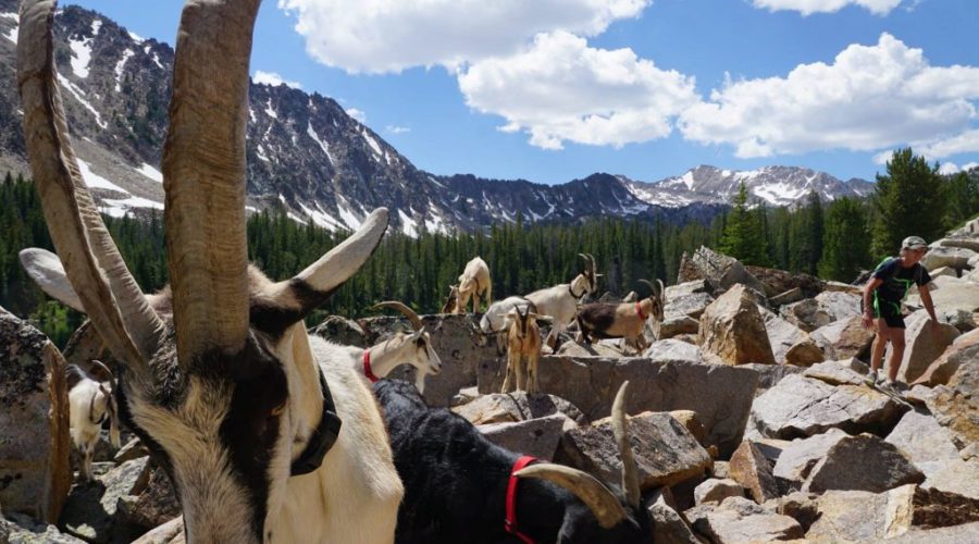 Pack Goats and Bighorn Sheep