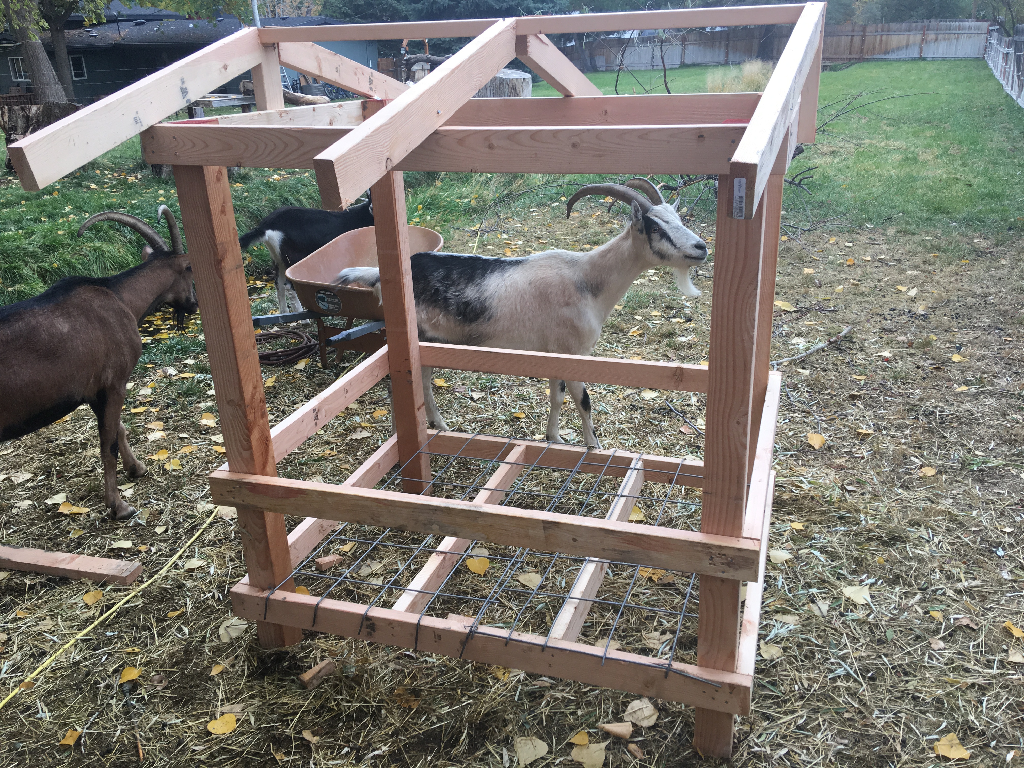 horned goat feeder