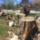 Pack Goat Play Structure