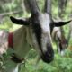 The Pack Goat Rendezvous 2018