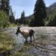 How to Cross Water With Pack Goats