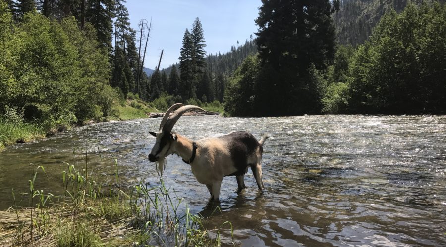 How to cross water with pack goats