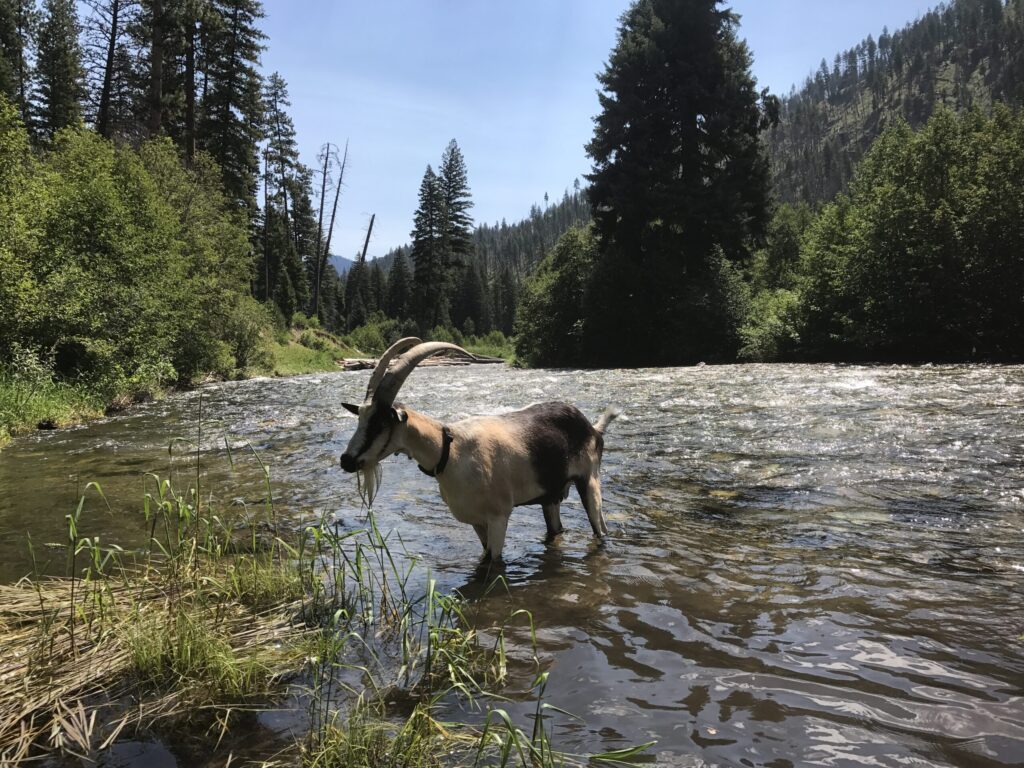 How to cross water with pack goats