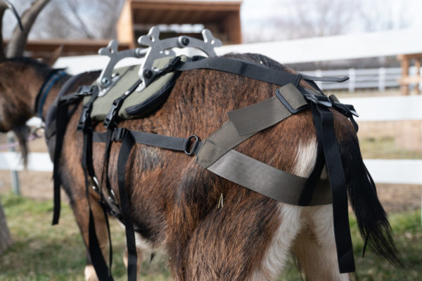 pack goat saddle