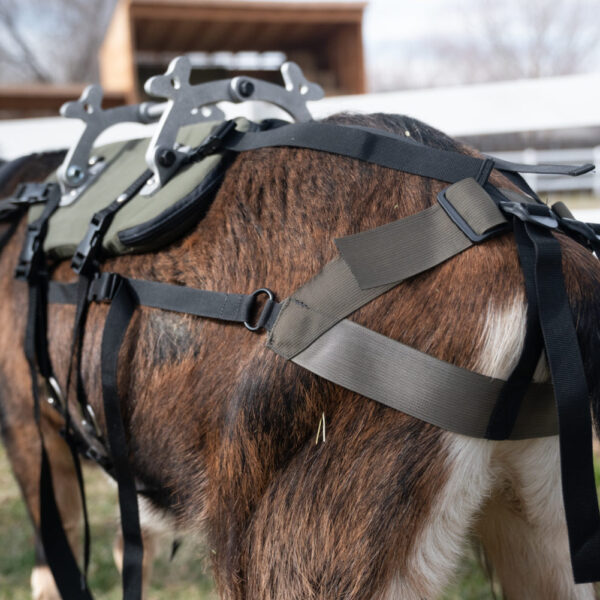 pack goat saddle