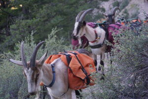 Banding Pack Goats