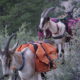 Affordable Pack Goat Saddle and Panniers for 4H and Nigerians