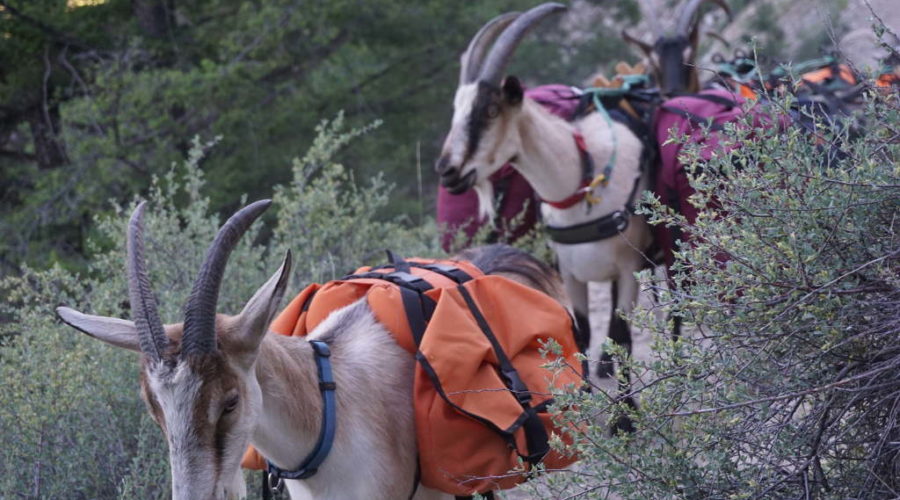 Banding Pack Goats