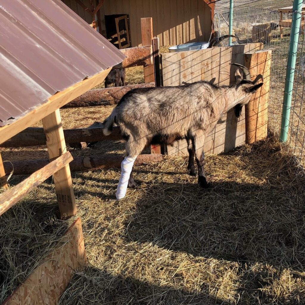 pack goats broken leg