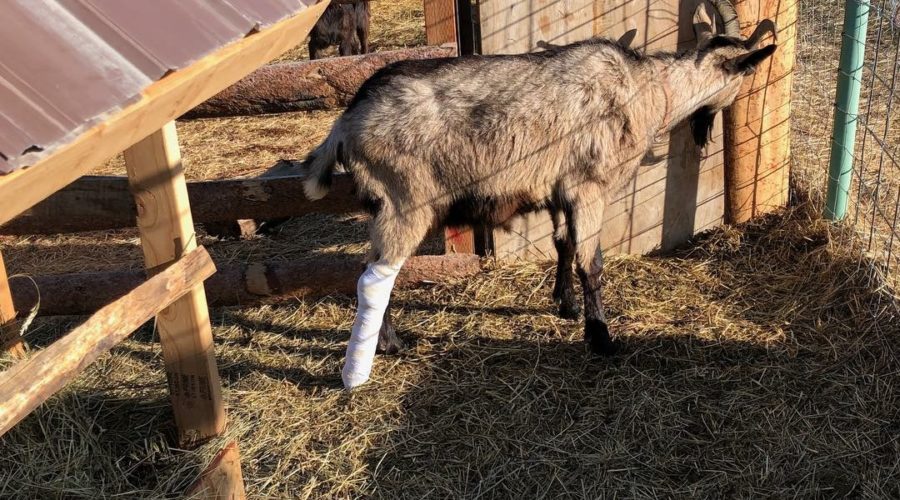 pack goats broken leg