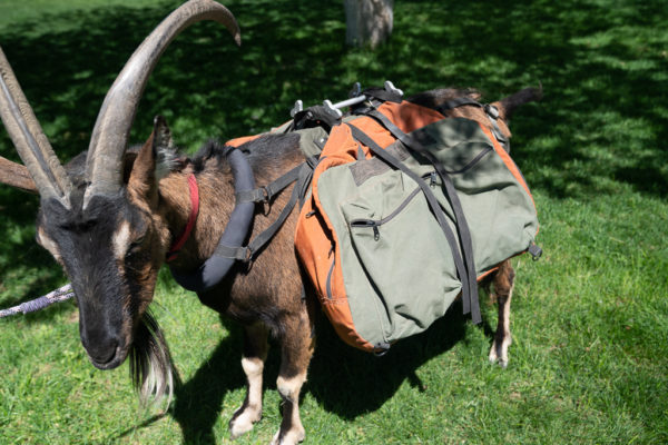 Large Pack Goat Panniers