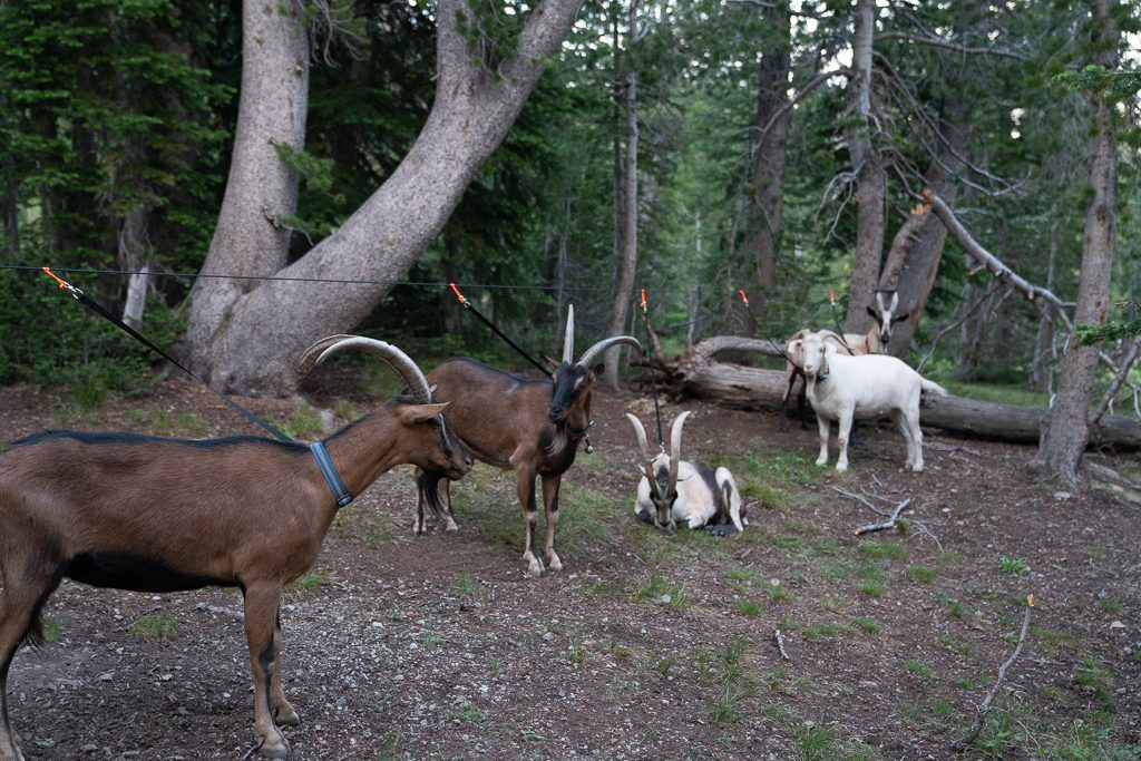 Owning and Raising Goats: The How to on all things goats