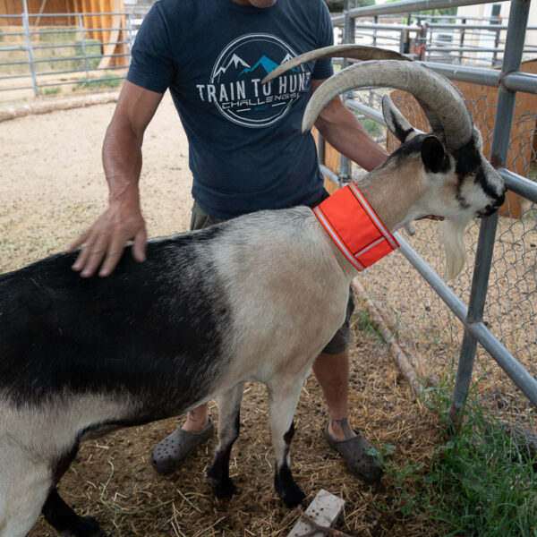 Goat with High Visibility Neckband