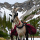 How Much Can A Pack Goat Carry