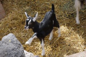 buy a baby goat