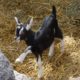 So You Want to Buy a Baby Goat – Four Things to Consider