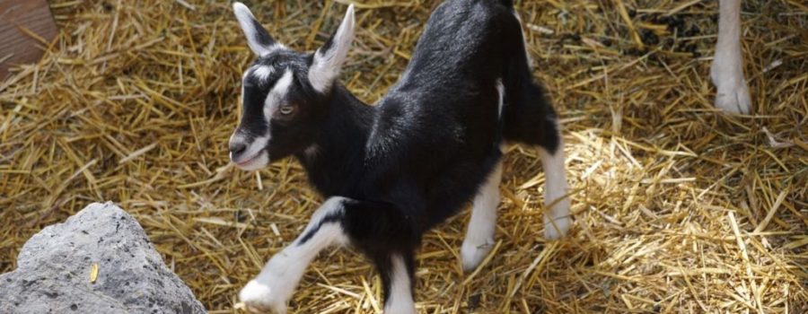 buy a baby goat