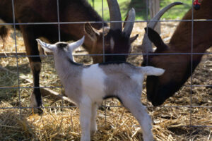 is my goat pregnant?