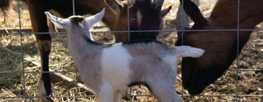 50+ Can I Have Goats In My Backyard Background - HomeLooker