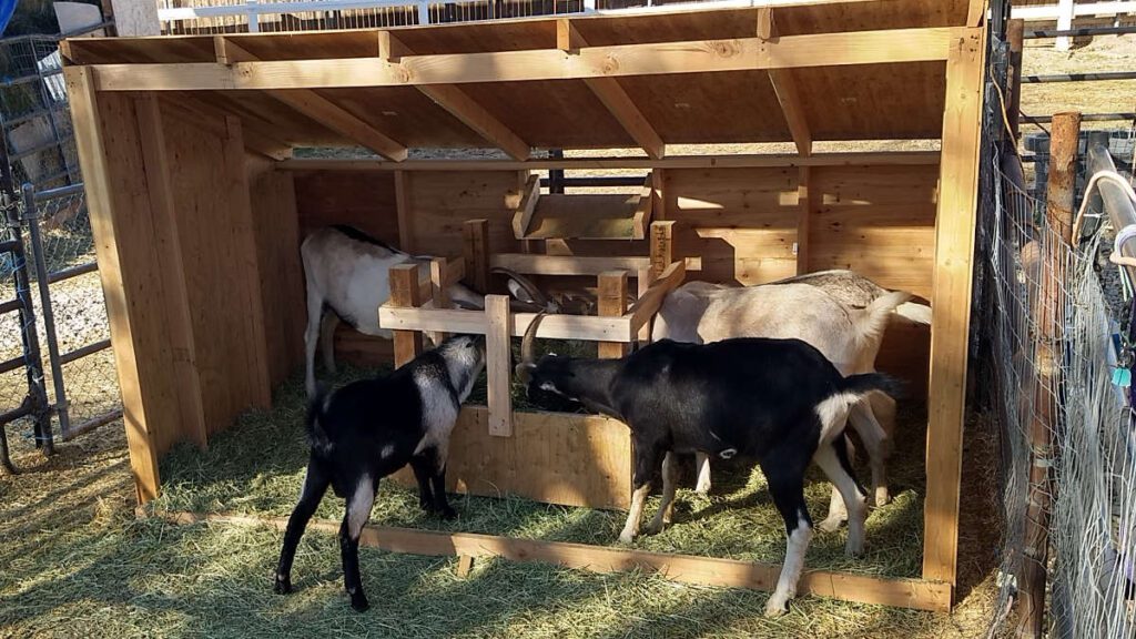 The best feeder for goats with horns