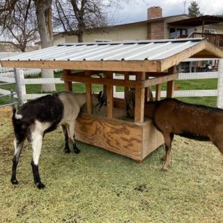 Building Plans for Horned Goat Feeders