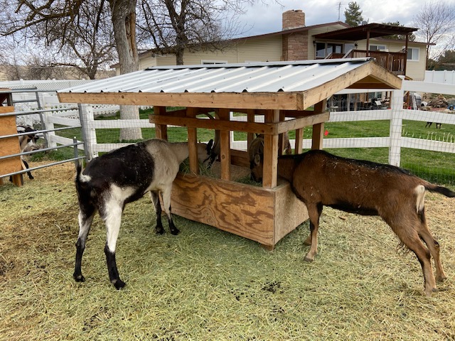 Horned goat feeder plans. How to build the best low waste goat feeder.