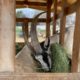 Benefits Of Having A Good Design On A Goat Feeder