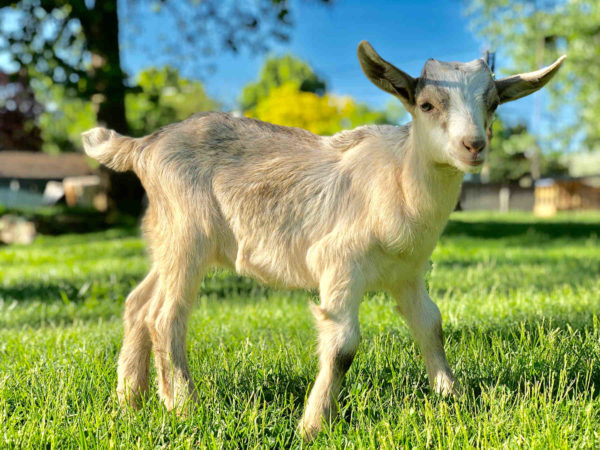How to Raise a Baby Goat Course