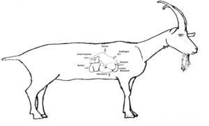 Goat Digestive System Diagram