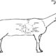 Understanding Goat Digestive Systems
